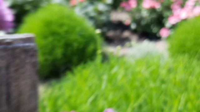 Нежно сиреневая роза Рапсодия ин Блю | rose Rhapsody in Blue | ROZI MIRA смотреть онлайн