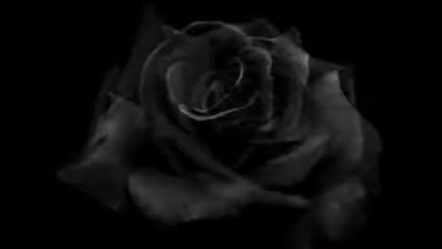 black rose ЧЕРНАЯ РОЗА