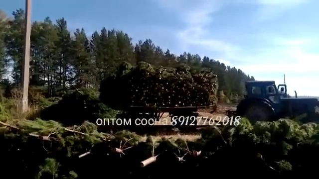 Оптом Сосна Новогодняя с делянки в любой регион России. Livepines.ru ☎️+79127762018 смотреть онлайн