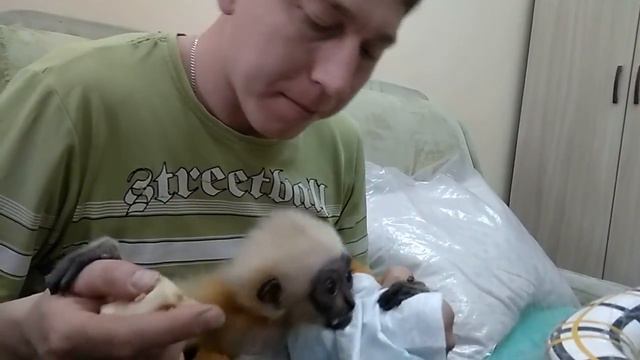 В Пензенском зоопарке выкармливают маленького гиббончика Варю смотреть онлайн