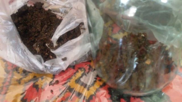 Разведение пиявок в домашних условиях. Часть 2 смотреть онлайн