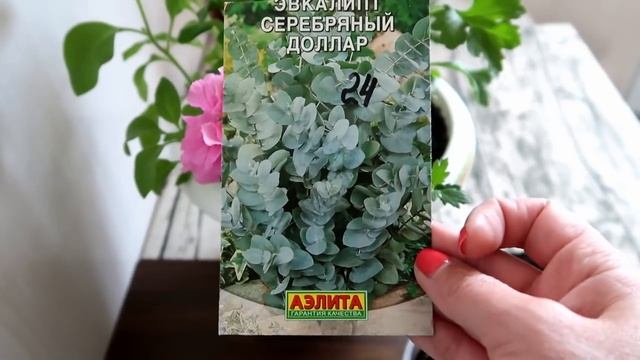 Как вырастить эвкалипт в домашних условиях смотреть онлайн