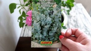 Как вырастить эвкалипт в домашних условиях