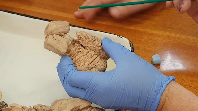 Нервная система 4( таламический могз) смотреть онлайн