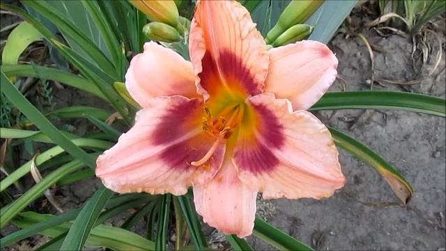 Вайнберри Кэнди смотреть онлайн