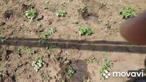 сажаем картошку черенками
