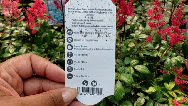 Shade Perennials & Astilbe #gardencenter #browsewithme смотреть онлайн