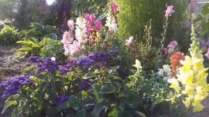 Гелиотроп. Цветение гелиотропа, уход. Как сохранить гелиотроп до весны!