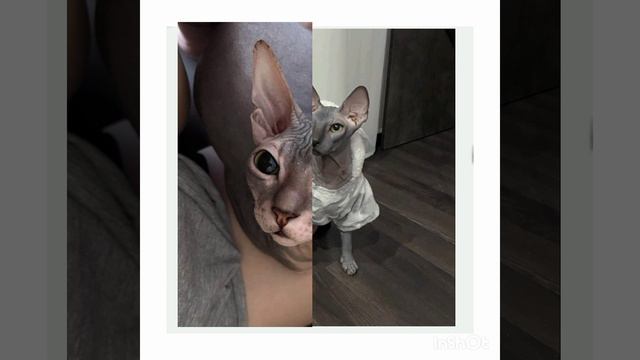 Все породы кошек хорошие но он... ﹥﹥﹥﹥﹥