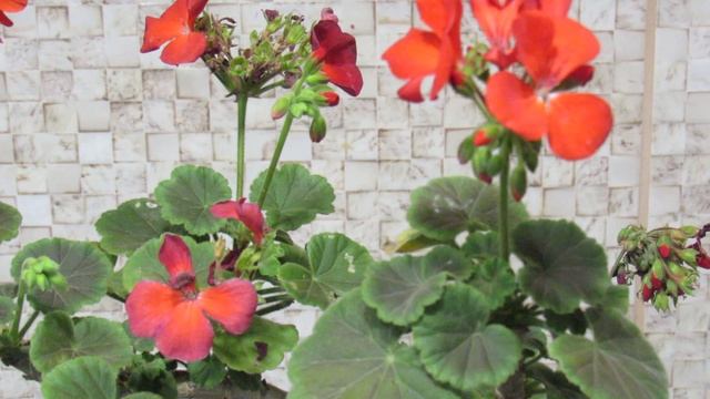 ЗАСЫХАЮТ ЦВЕТЫ У ГЕРАНИ. СПАСУТ ВИТАМИНЫ. смотреть онлайн