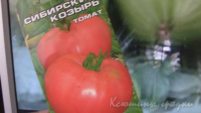 Сорт приобретенный под названием Сибирский козырь смотреть онлайн