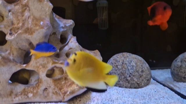 Морской аквариум. 300 л. смотреть онлайн