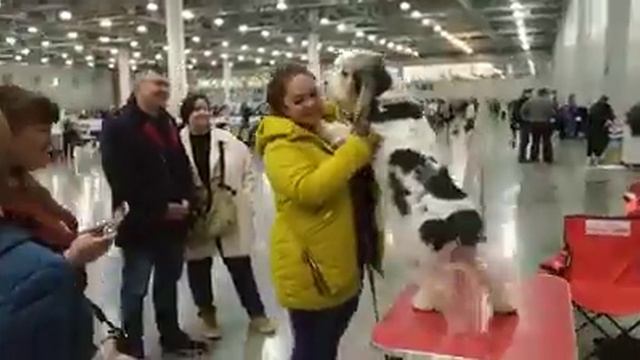 Вы спрашивали какой характер у Вандейцев?Вот такой!!! Всем очень рад!!! Любимец публики!!! смотреть онлайн