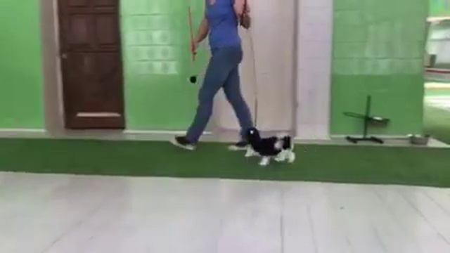 Бивер мальчик Костбар Шатц Орландо 3 месяца смотреть онлайн