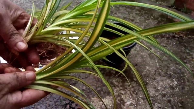 pandanus plant propagation in malayalam||easy growing pandanus plant ||Garden# Plant's lovers # смотреть онлайн