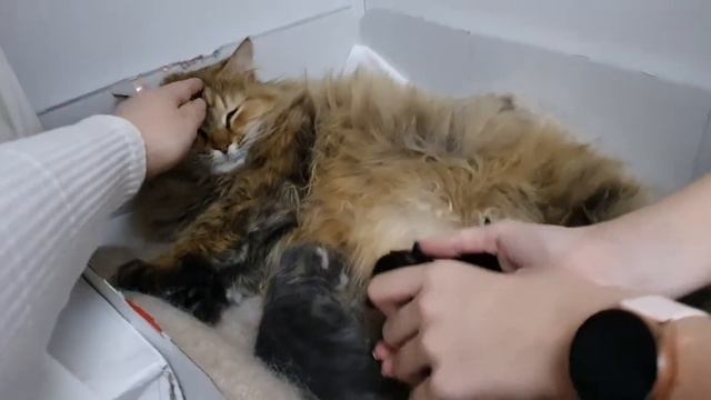 Котятам 1 неделя смотреть онлайн