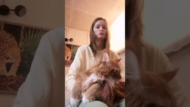 Мейн-Кун Томас в доме. Стоит ли заводить Мейн-Куна? Плюсы и минусы мейнкунов. смотреть онлайн