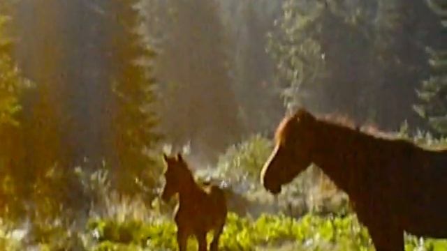 Семейство лошадей смотреть онлайн