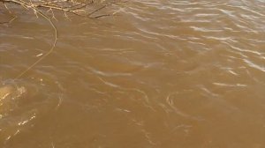 ПЕРВЫЙ ТАЙМЕНЬ!/Рыбалка в Амурской области/Река Томь