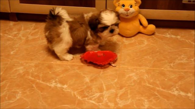 shih tzu male. age 2 months смотреть онлайн