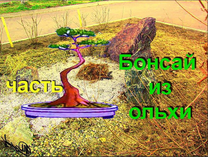 1.Бонсай из ольхи часть 1 формировка Alder bonsai, formation.