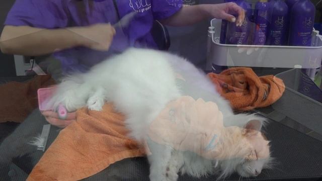 Кошки. Экспресс-Линька. Все нюансы от Евгении Разиной. Часть 3. Вычесывание. смотреть онлайн