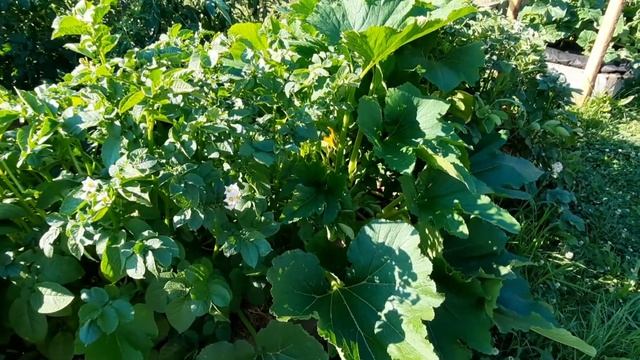 Созревают кабачки. смотреть онлайн