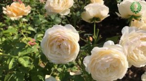 Роза Джульетта /Juliet, Ausjameson. В/карточка. Питомник ? и ? Е. Иващенко