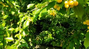 ??ЖЕЛТОПЛОДНАЯ ЧЕРЕШНЯ ДАЧНИЦА НА КАРЛИКОВОМ ПОДВОЕ ВСЛ-2. УРОЖАЙНАЯ и ВКУСНАЯ