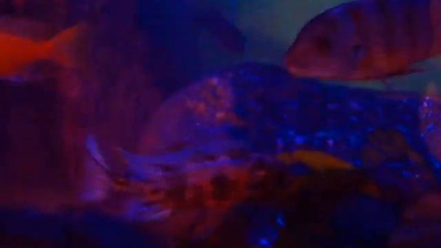 Moonlight Malawi cichlids by Chechu Gómez смотреть онлайн