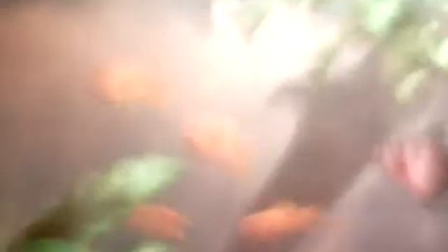 Сухой корм для рыб!Как и чем кормить рыбок?!Часть#1! смотреть онлайн