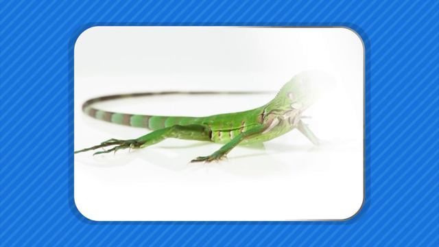 Gira y Aprende | Las Vocales A E I O U | Sonidos de ANIMALES | Plim Plim смотреть онлайн