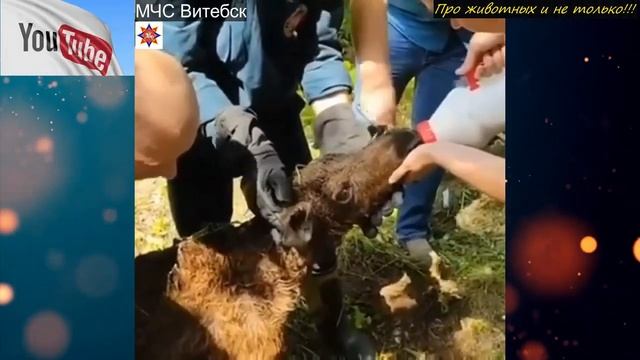 Грибники заметили в лесу ЗВЕРЯ, который звал на помощь! Приблизившись к нему, они оторопели! смотреть онлайн