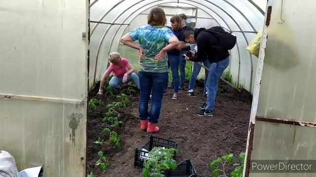 ПРОЕКТ МИЧУРИН ТОМАТЫ. смотреть онлайн