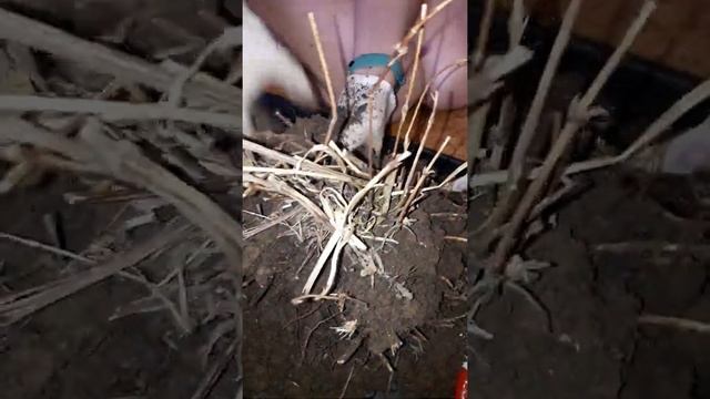 Пересадка клематиса. смотреть онлайн