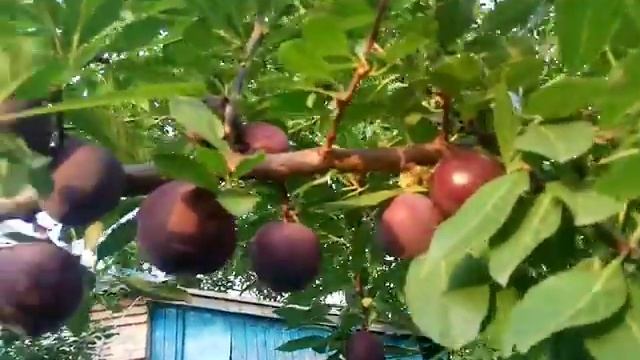 СВГ сливово - вишневый гибрид, сорт Мейнор. Дегустация