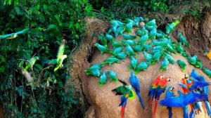 Тропический лес.