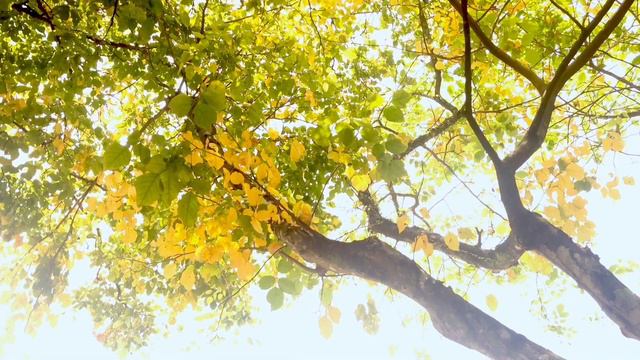 Best Relaxing Music Summer 2021.Сборник супер музыки лета.Shortsmusic.