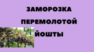 ЙОШТА. ЗАГОТОВКА НА ЗИМУ. #йошта #консервация #назиму #йоштаназиму