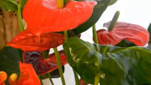 Ни кто тебя не любит так как я.