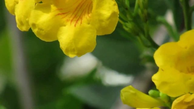 Camara Canon Powershot Sx520 Hs