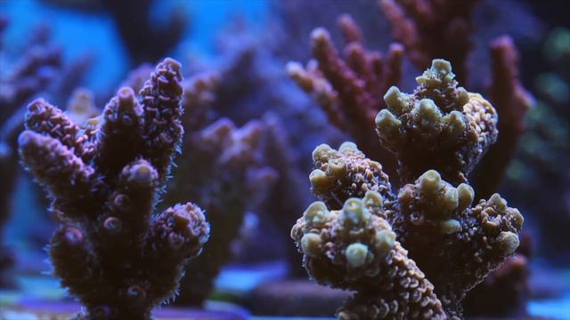 Эксклюзивные виды кораллов ( Relax Coral Reef) Интернет магазин REEF EXCLUSIVE