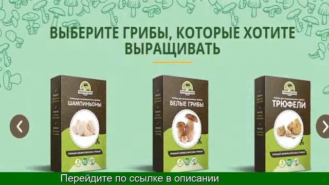 Мицелий Для Выращивания Грибов смотреть онлайн