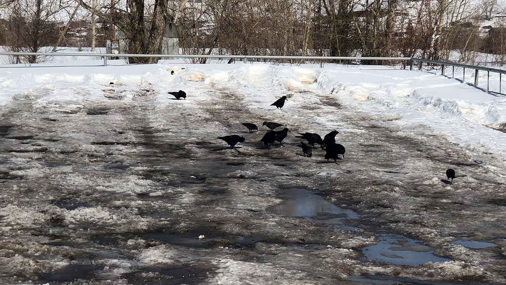 Грачи прилетели!