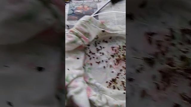Лиственница из семян смотреть онлайн