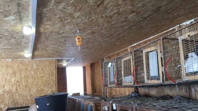 Какой вес у покрытых самок советской шиншиллы. Доставка смотреть онлайн