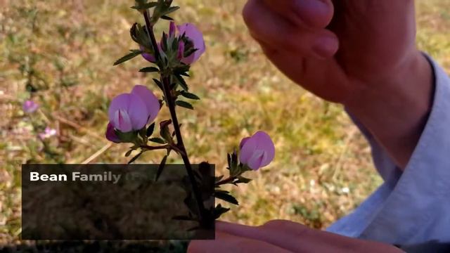 A spiny plant that helped Genghis Khan to make steel (Ononis spinosa, a legume) смотреть онлайн