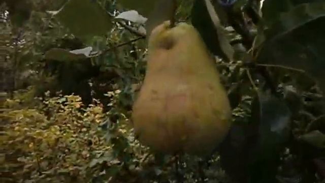 ГРУША ПРИВИТАЯ НА ЯБЛОНЮ ДАЁТ УРОЖАЙ НА ВТОРОЙ ГОД смотреть онлайн