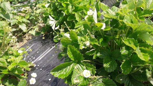 Земляника Барон Солемахер начало плодоношения. Плюсы ремонтантного сорта. смотреть онлайн