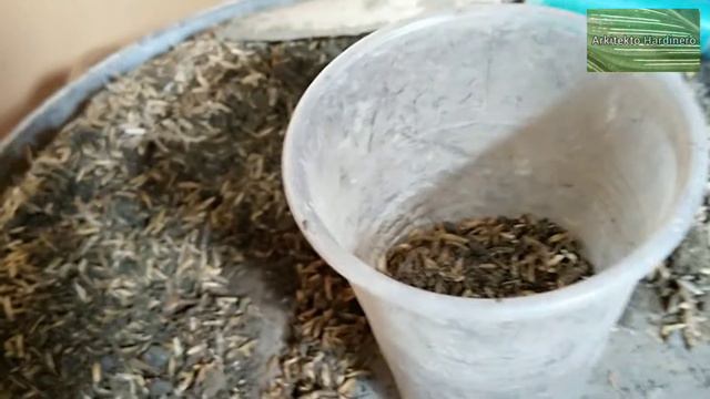 NEON POTHOS PROPAGATION | Fastest Way To Propagate Neon Pothos | Money Plant Care | Water Plant Car